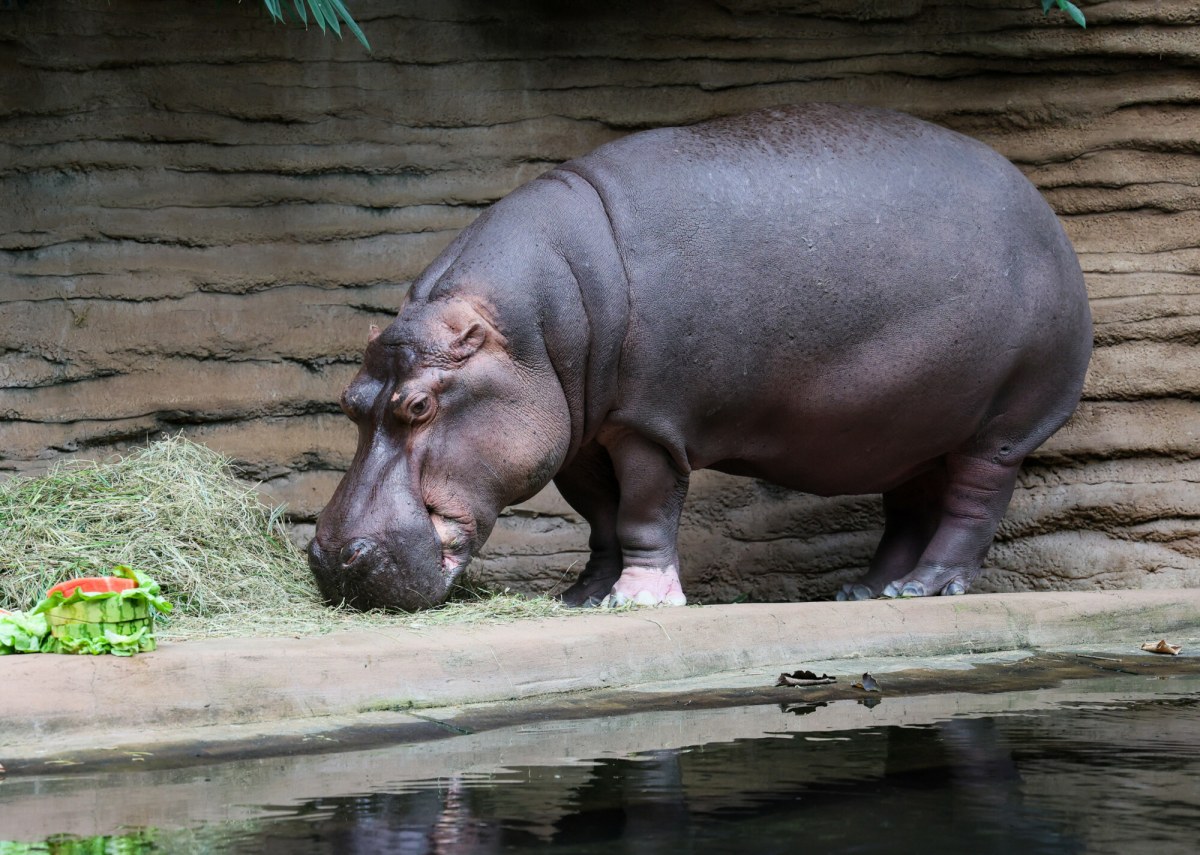 Pelagia nie żyje. Warszawskie zoo pożegnało swoją królową