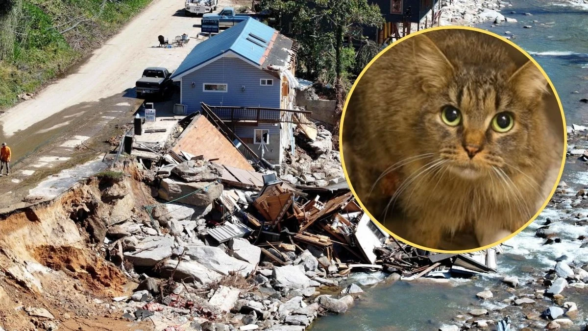 Po ponad roku niepewności, smutku i tęsknoty, rodzina z Karoliny Północnej przeżyła prawdziwy świąteczny cud. Ich ukochana kotka Gabby, która zaginęła w trakcie niszczycielskiego huraganu Helene, odnalazła się po 443 dniach i wróciła do domu.