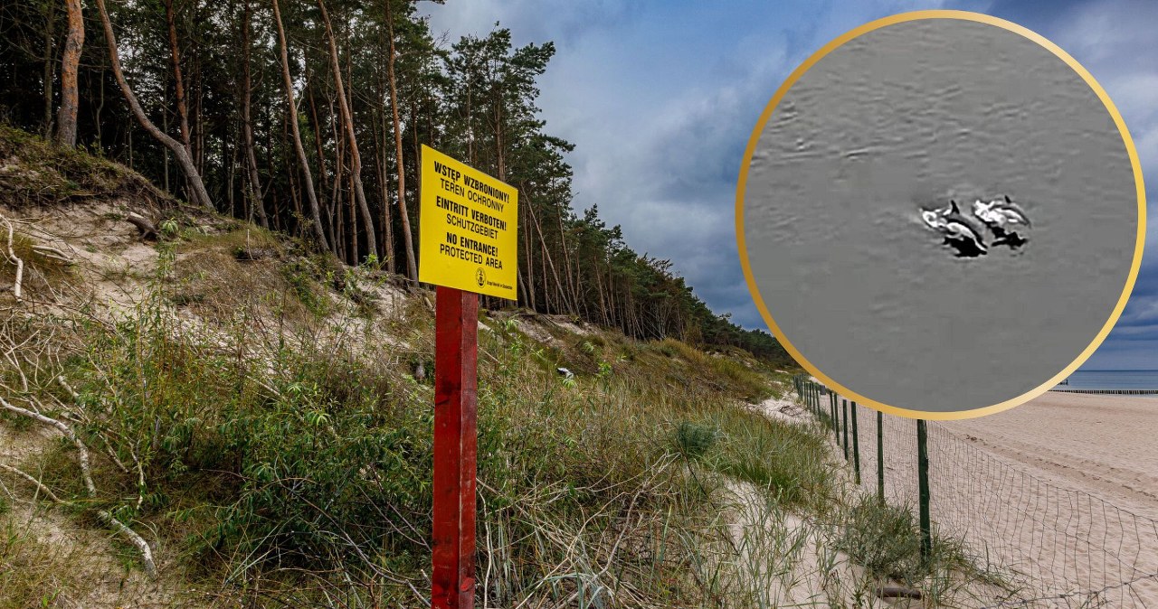 Dziennikarz rozwiązał zagadkę. To delfiny dotarły do polskich zwierząt Dziennikarz rozwiązał zagadkę. To delfiny dotarły do polskich zwierząt