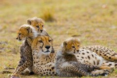 Bertie Gregory: bliskie spotkanie z gepardami