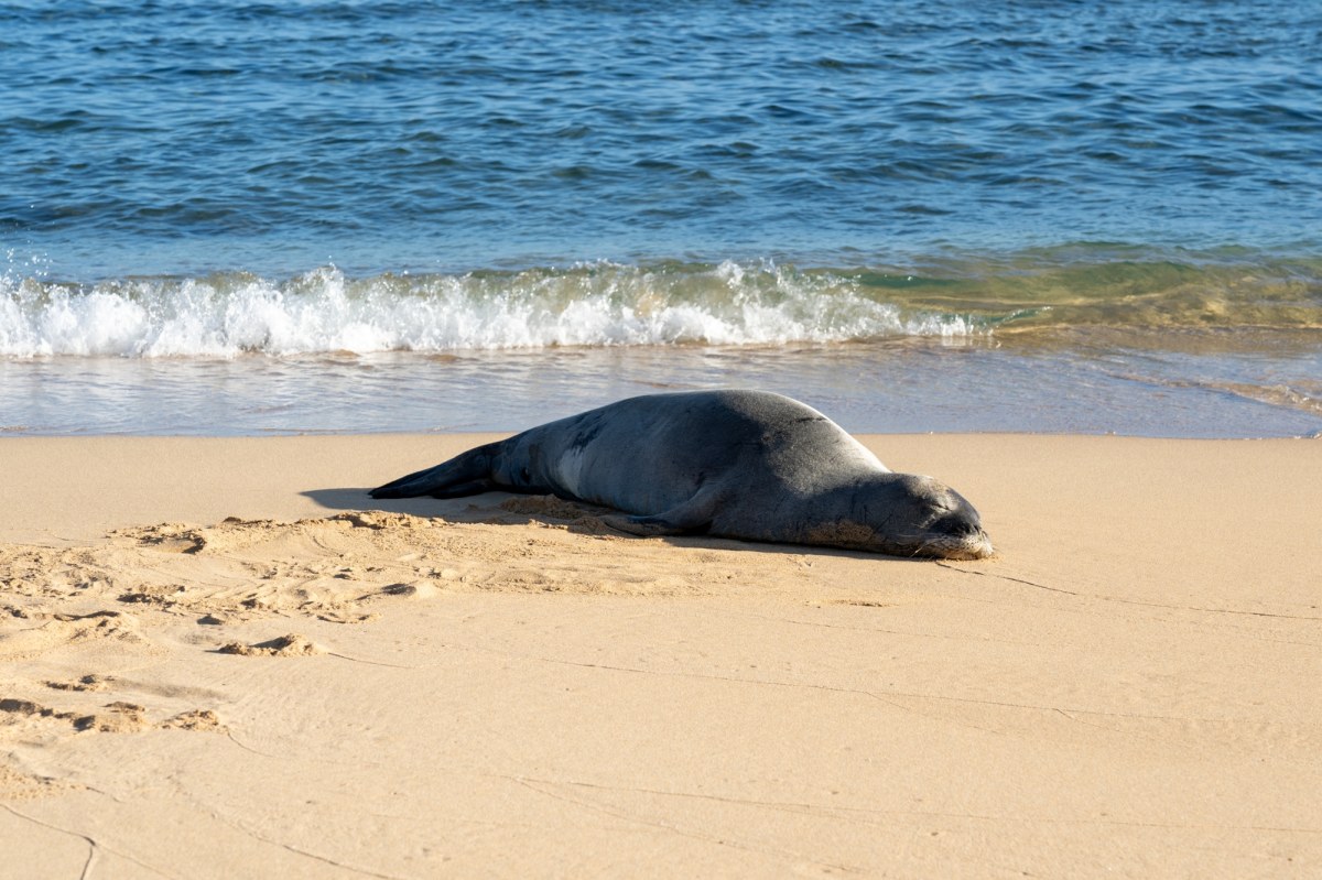 Ludzie wciąż przeszkadzają foce w odpoczynku. Wyznaczono nietypową nagrodę