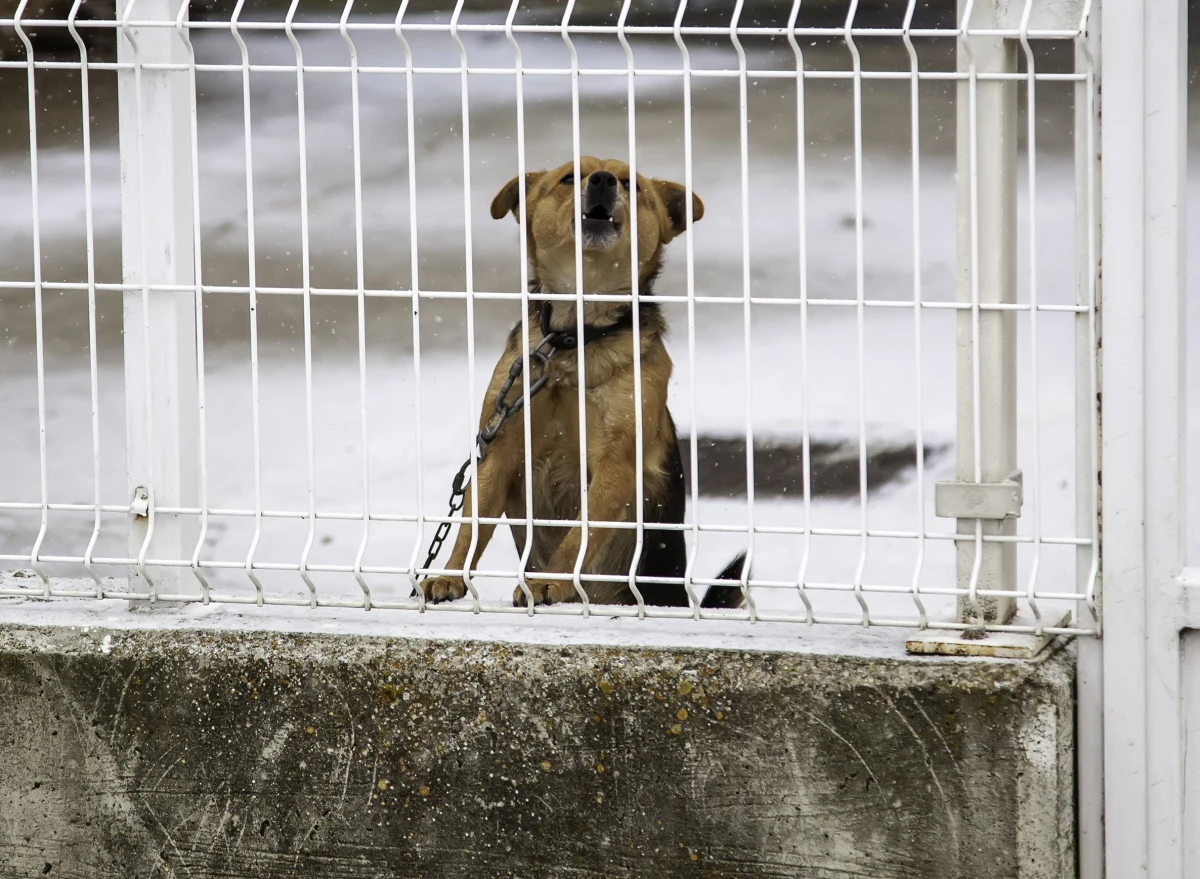 Psa przywiązanego do drzewa w nocy zauważyła kobieta wracająca z pracy w Jastrzębiu-Zdroju. Ponieważ było bardzo zimno, a czworonóg nie miał na sobie żadnych oznaczeń pozwalających zidenyfikować właściciela, kobieta zawiadomiła policję. Funkcjonariusze zaopiekowali się przestraszonym, porzuconym zwierzęciem, nakarmili je i ogrzali. Finalnie pies trafił do schroniska. Niestety coraz częściej dochodzi do sytuacji zaniedbywania lub porzucania zwierząt - warto przypmnieć, jakie kary za to grożą.