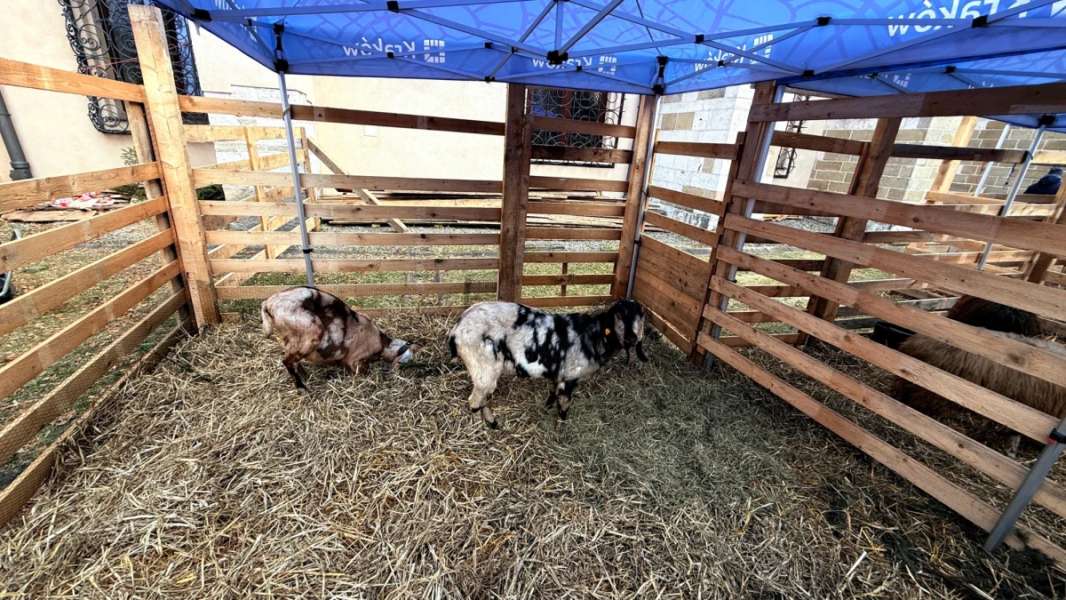 Jeszcze do godzin wieczornych można w Krakowie poczuć namiastkę Betlejem. Przy ulicy Franciszkańskiej trwa wielkie kolędowanie przy żywej szopce.