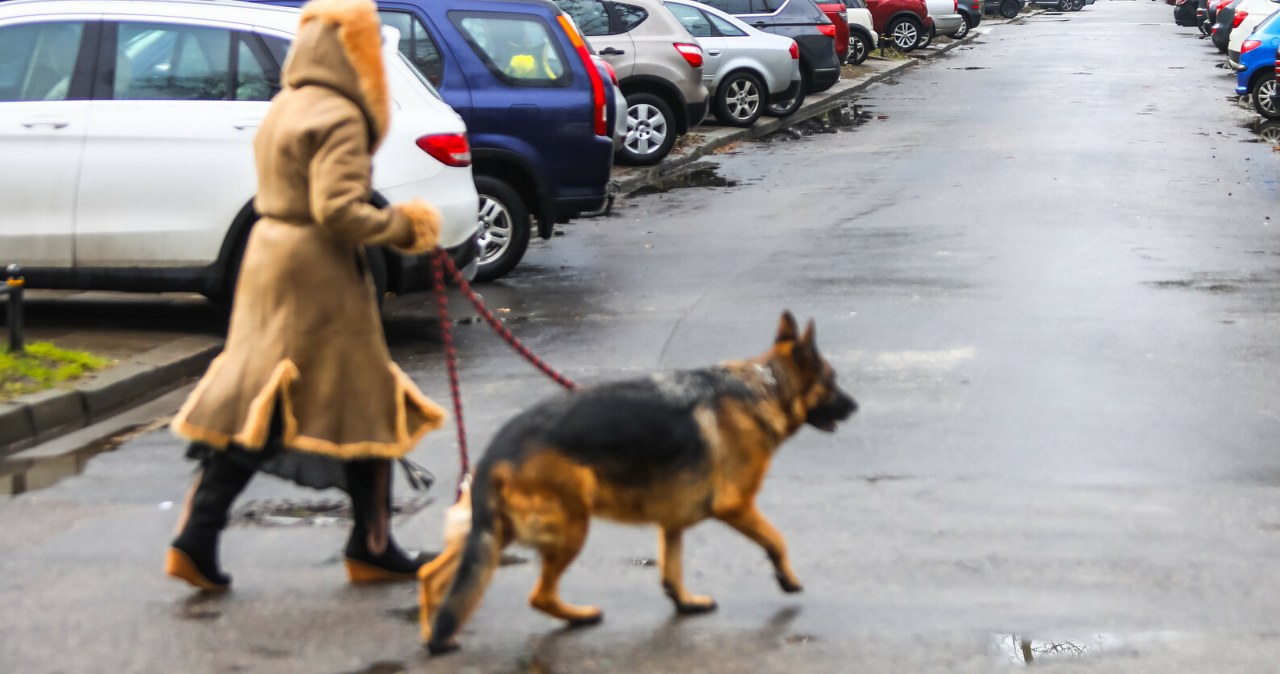 Nie ma pasów, a kierowca i tak musi przepuścić pieszego. Mandat zwala z nóg