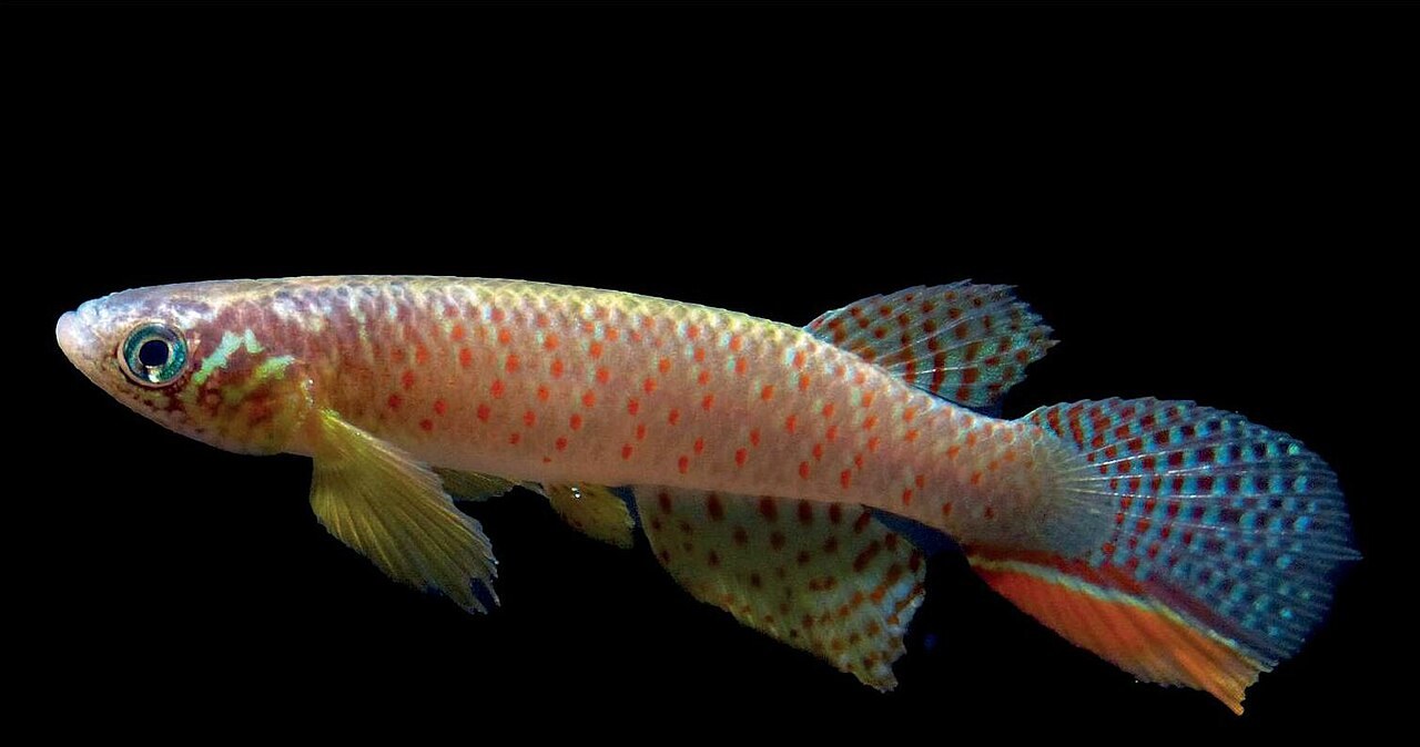 Miała wymrzeć 20 lat temu. Odkryli ją znów w boliwijskim stawie Miała wymrzeć 20 lat temu. Odkryli ją znów w boliwijskim stawie