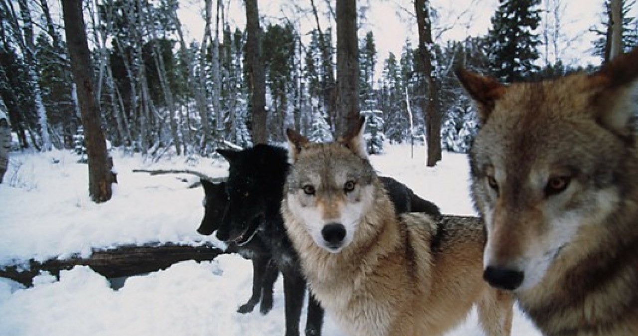 Drony i nowa technologia pozwoliły policzyć wilki i poznać ich zwyczaje Drony i nowa technologia pozwoliły policzyć wilki i poznać ich zwyczaje