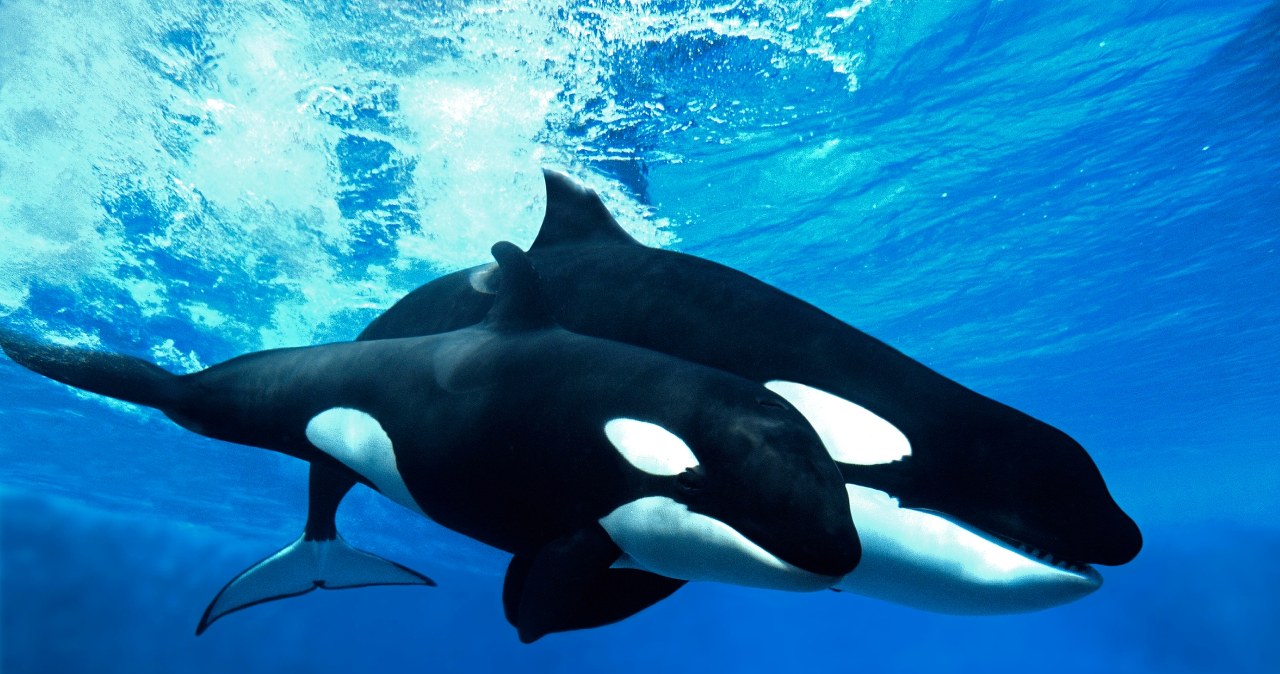 Niecodzienny sojusz orek i delfinów. Razem ścigają ofiary Niecodzienny sojusz orek i delfinów. Razem ścigają ofiary