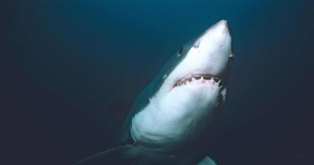 Zaginęła przy plaży kilka dni temu. Ratownicy natrafili na ciało Zaginęła przy plaży kilka dni temu. Ratownicy natrafili na ciało