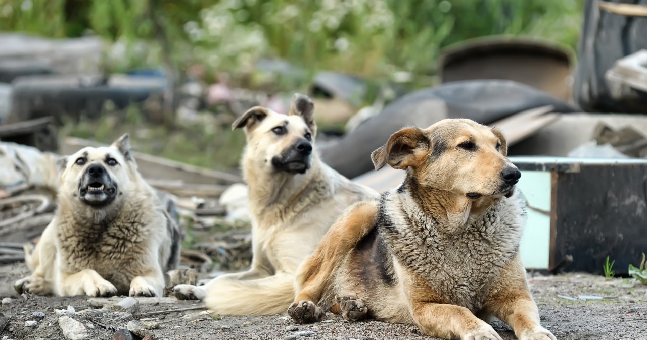 Nowy groźny drapieżnik terroryzuje Azję. Jest niezwykle skuteczny Nowy groźny drapieżnik terroryzuje Azję. Jest niezwykle skuteczny