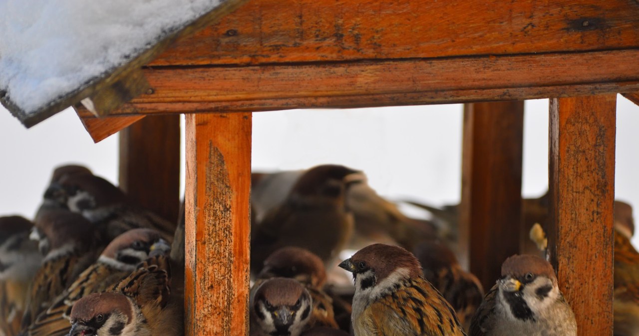Wsyp do karmnika największy przysmak. Przyciągnie ptaki jak magnes