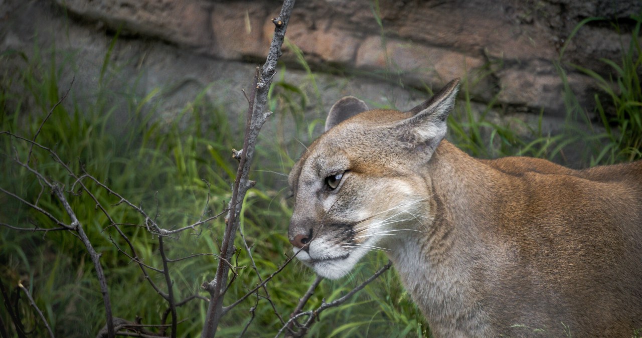 Weteran kupił pumę i ją przetrzymywał. Sąd wydał wyrok Weteran kupił pumę i ją przetrzymywał. Sąd wydał wyrok