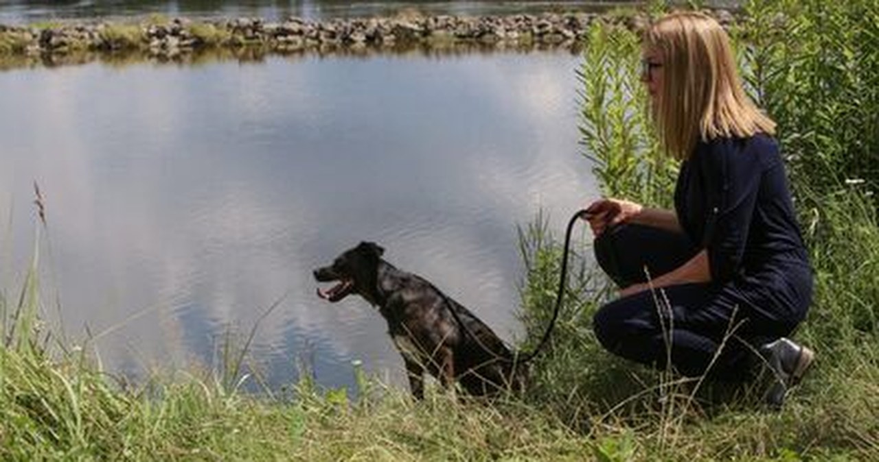 Ojciec Mateusz - Odcinek 310: "Lassie, zostań"