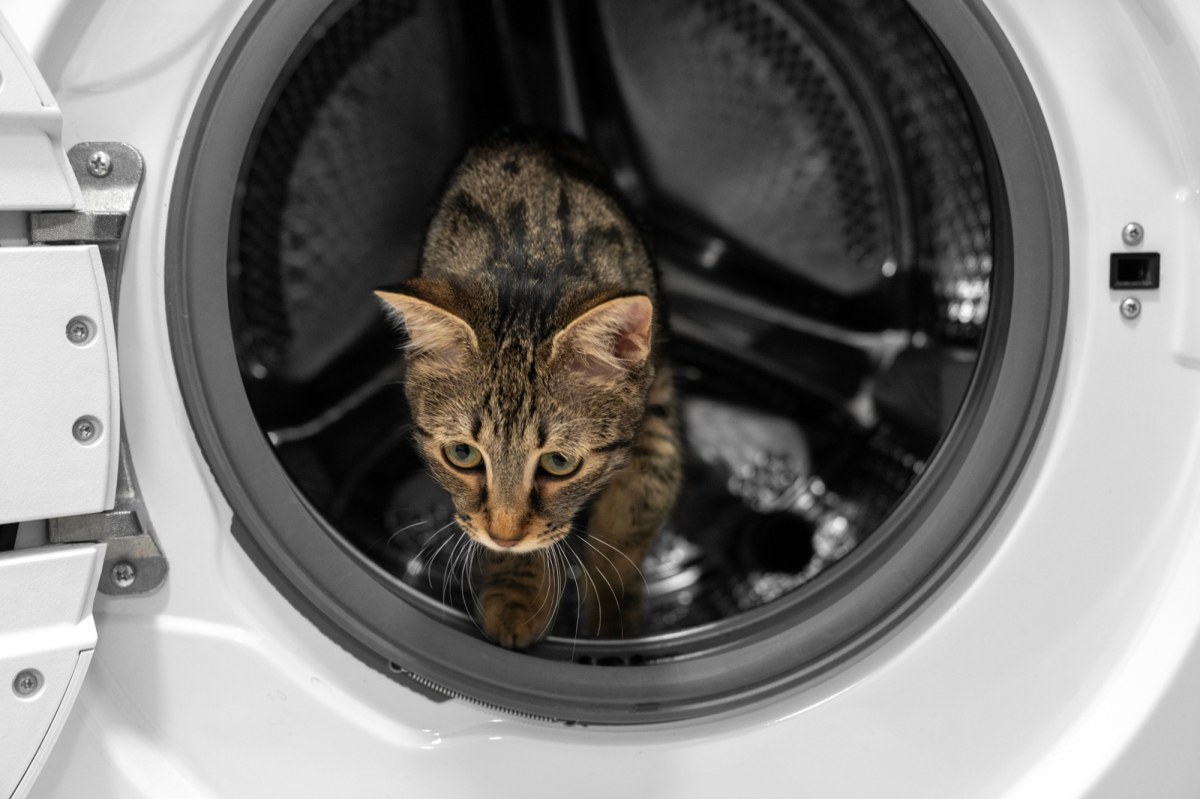 Kot przeżył cykl prania. "Spojrzałam na drzwiczki pralki i zobaczyłam ogon"
