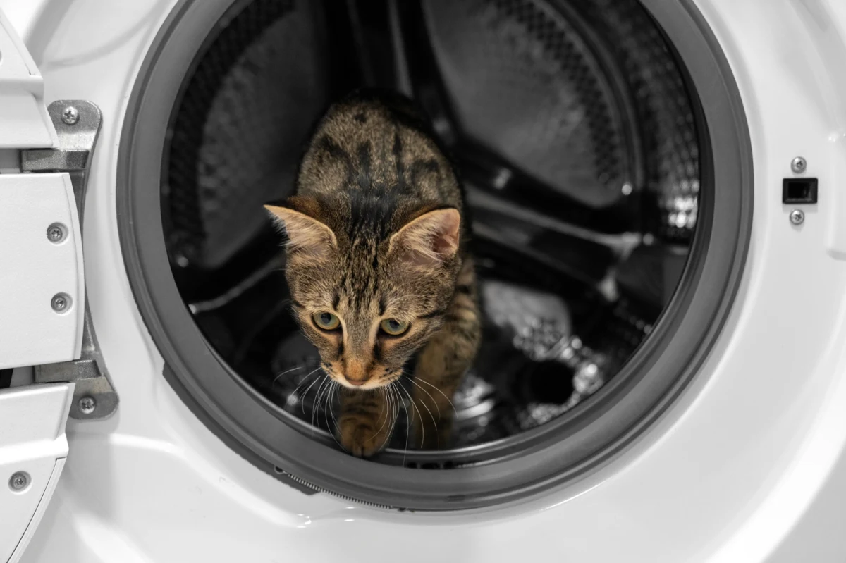 Wigilijny wieczór w niewielkim miasteczku Induno Olona na północy Włoch zamienił się w prawdziwy dramat dla jednej z mieszkanek i jej ukochanego kota. Anacleto, bo tak nazywa się czworonożny bohater tej historii, przeżył 55-minutowy cykl prania w pralce. Uratowała go niska temperatura wody oraz poświęcenie miejscowego weterynarza.