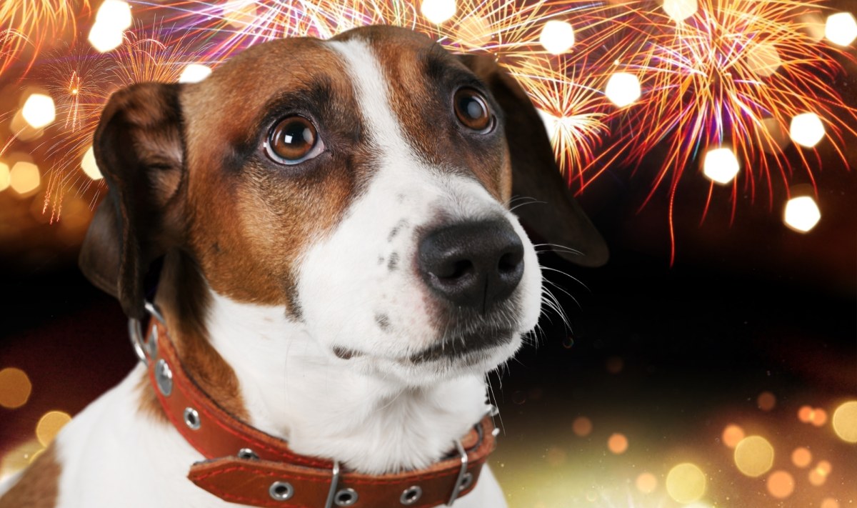 Fajerwerki to koszmar dla Twojego psa. Ekspertka zdradza 7 sposobów na uspokojenie pupila