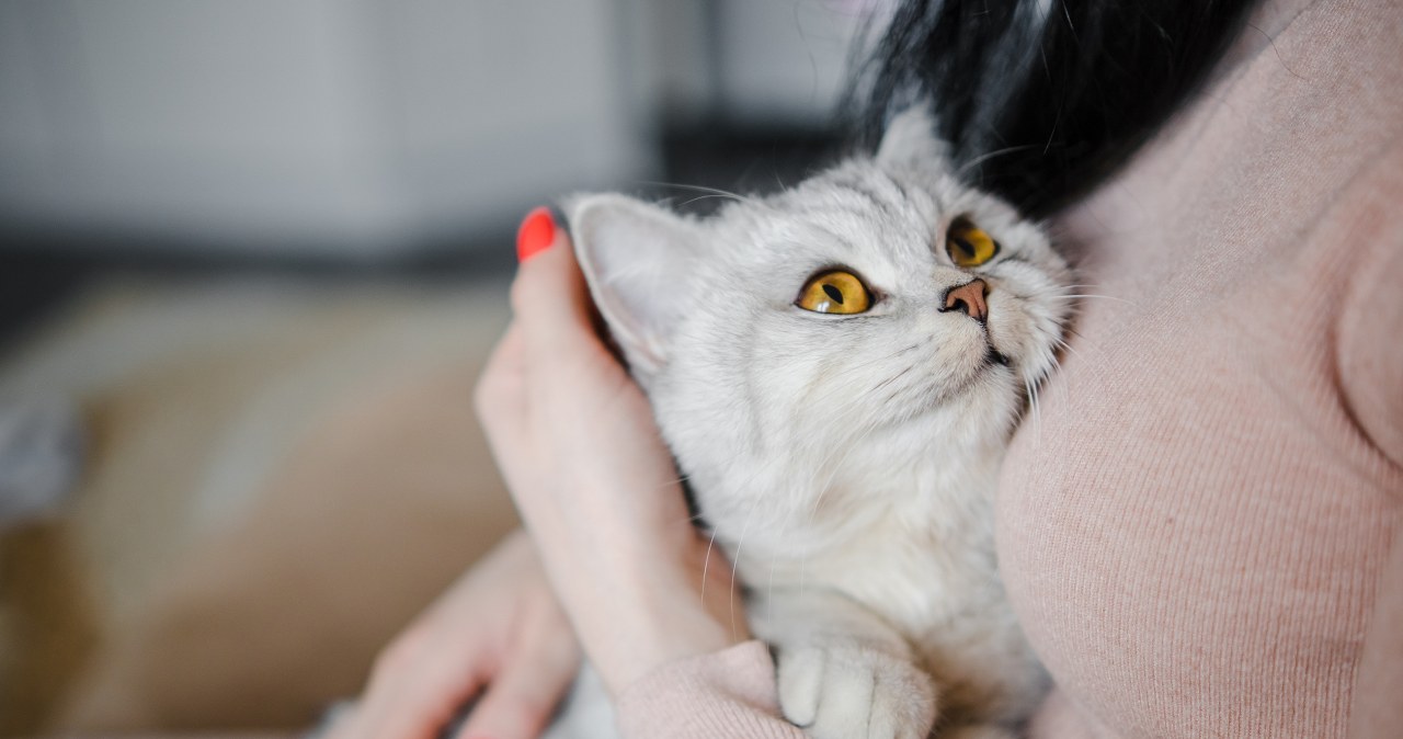 Najlepsza temperatura dla kota. Tyle stopni powinno być w mieszkaniu