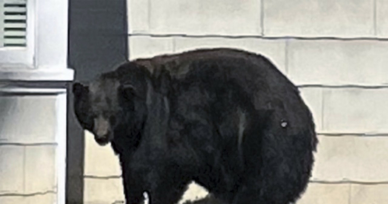 Niedźwiedź zamieszkał w piwnicy. „Wydaje dźwięki jak smok” Niedźwiedź zamieszkał w piwnicy. „Wydaje dźwięki jak smok”