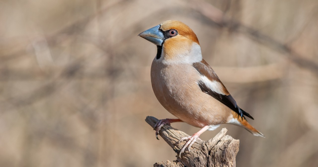 Grubodziób - przystojniak w karmniku. Tak zwabisz go do ogrodu