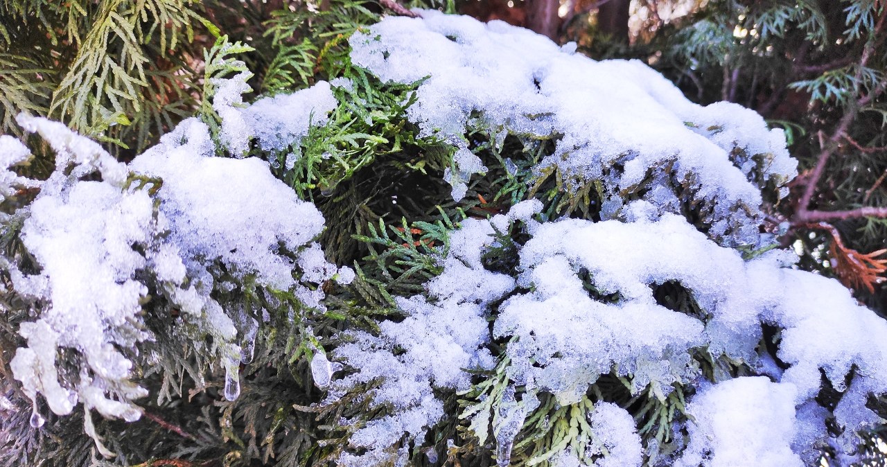 Pilnuj swego "parawanu" zimą. Szczelnie osłoni cię przed sąsiadami