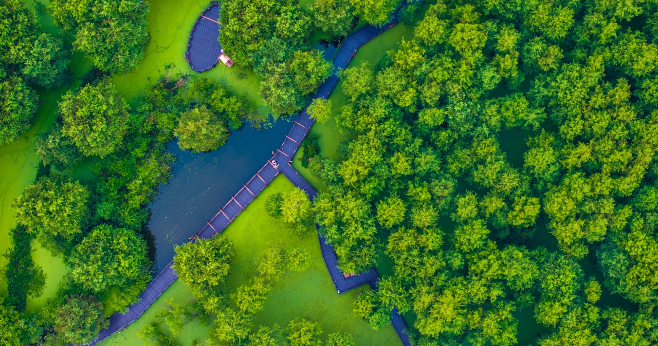 Chiny zalesiają kraj na potęgę. Wielki zielony mur wpłynął na pogodę Chiny zalesiają kraj na potęgę. Wielki zielony mur wpłynął na pogodę