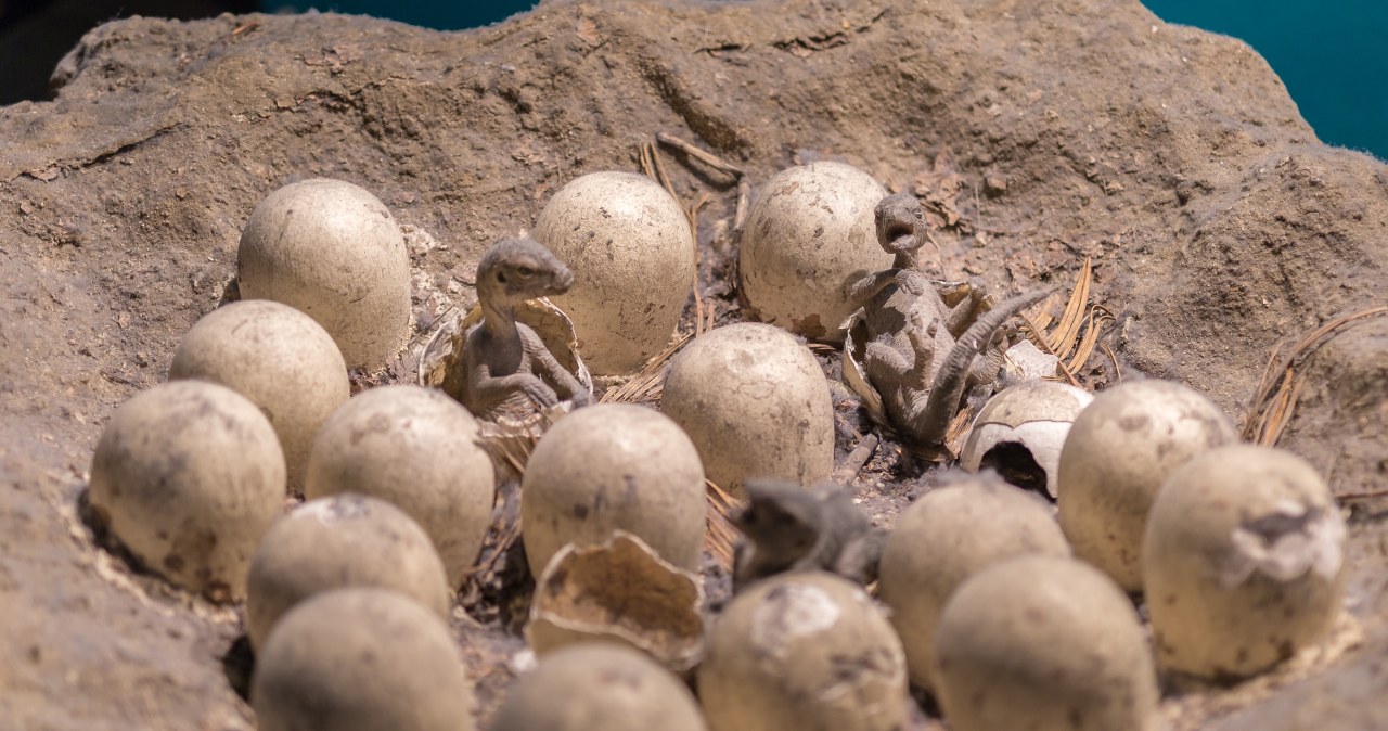 Niezwykłe znalezisko w jaju dinozaura. Spodziewali się, że to będzie embrion Niezwykłe znalezisko w jaju dinozaura. Spodziewali się, że to będzie embrion