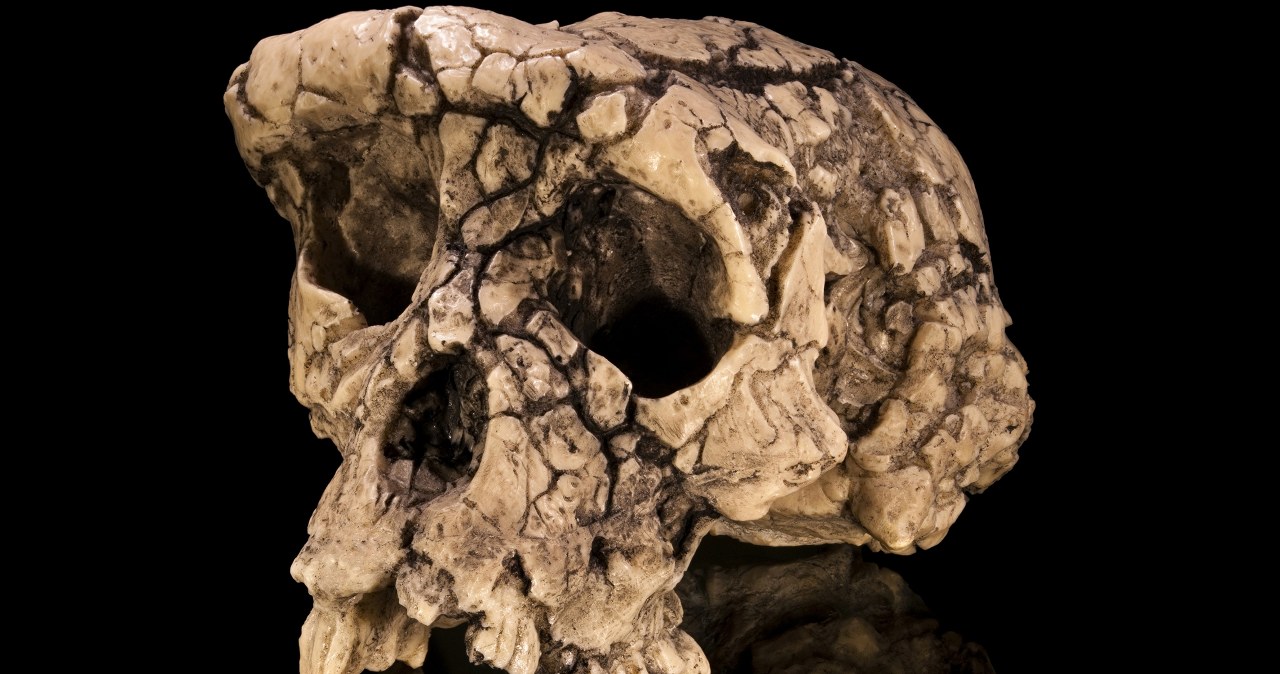 Najstarszy przodek człowieka. Skanowanie 7-mln skamieliny podważa historię