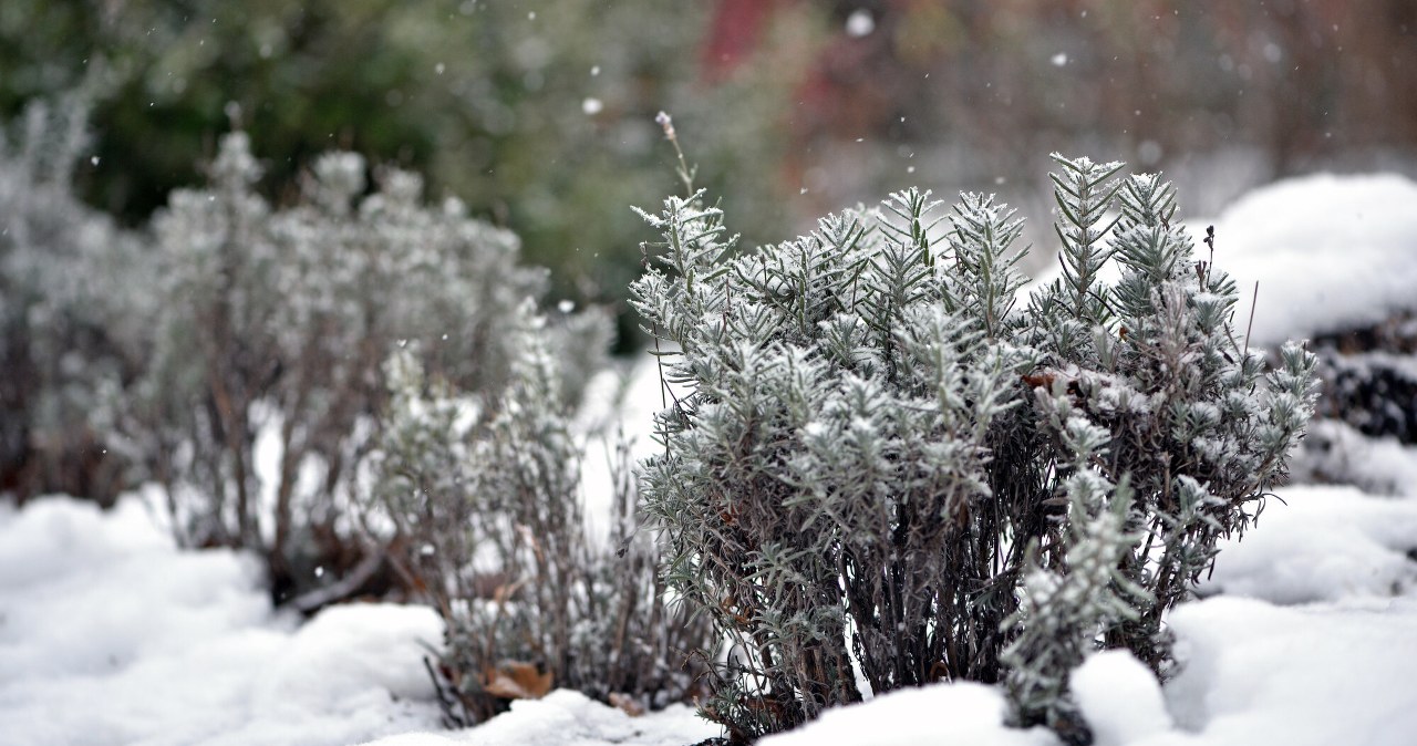 Jeżeli śnieg się nie utrzyma, polską przyrodę czekają problemy Jeżeli śnieg się nie utrzyma, polską przyrodę czekają problemy