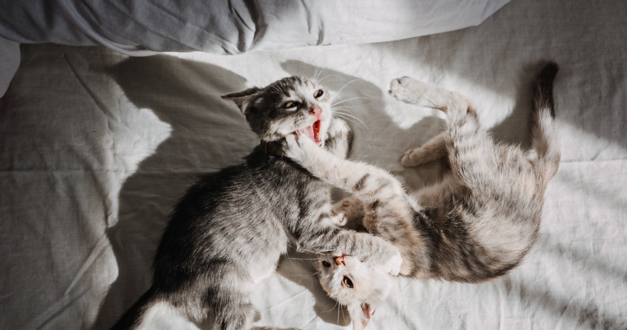 Robi tak wiele młodych zwierząt. Odkryli, że to zmienia ich mózgi