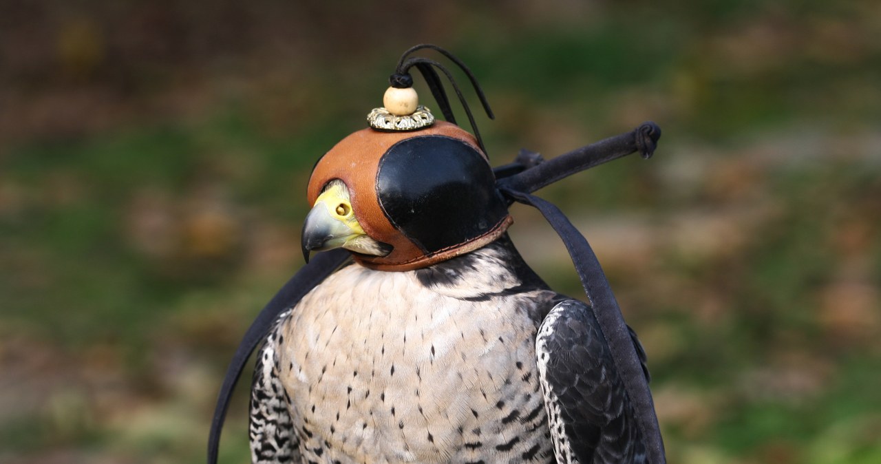 Sokół w specjalnej skórzanej czapce sokolniczej, która zakrywa oczy ptaka oraz posiada długie rzemienie wiszące po bokach. Pióra mają wzór czarnych plam na jasnoszarym tle, tło rozmyte i naturalne.