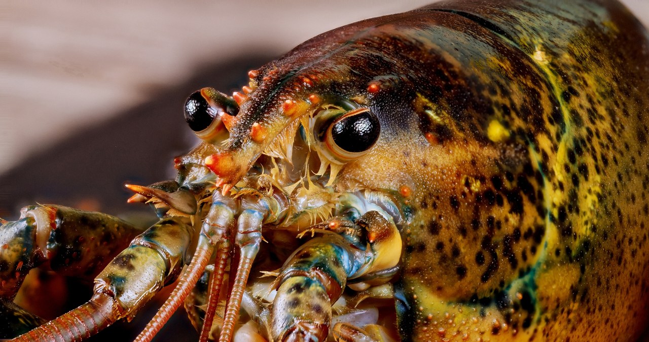 Kolejne państwo Europy zakaże gotowania skorupiaków żywcem