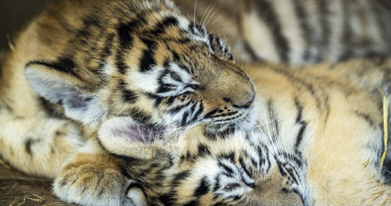 Chiny oszalały. Samica urodziła aż pięcioro młodych. To ewenement