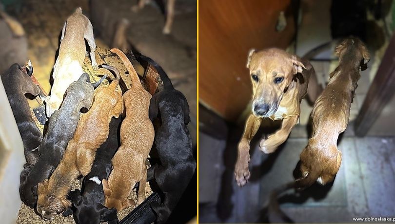 /Dolnośląska Policja /Policja