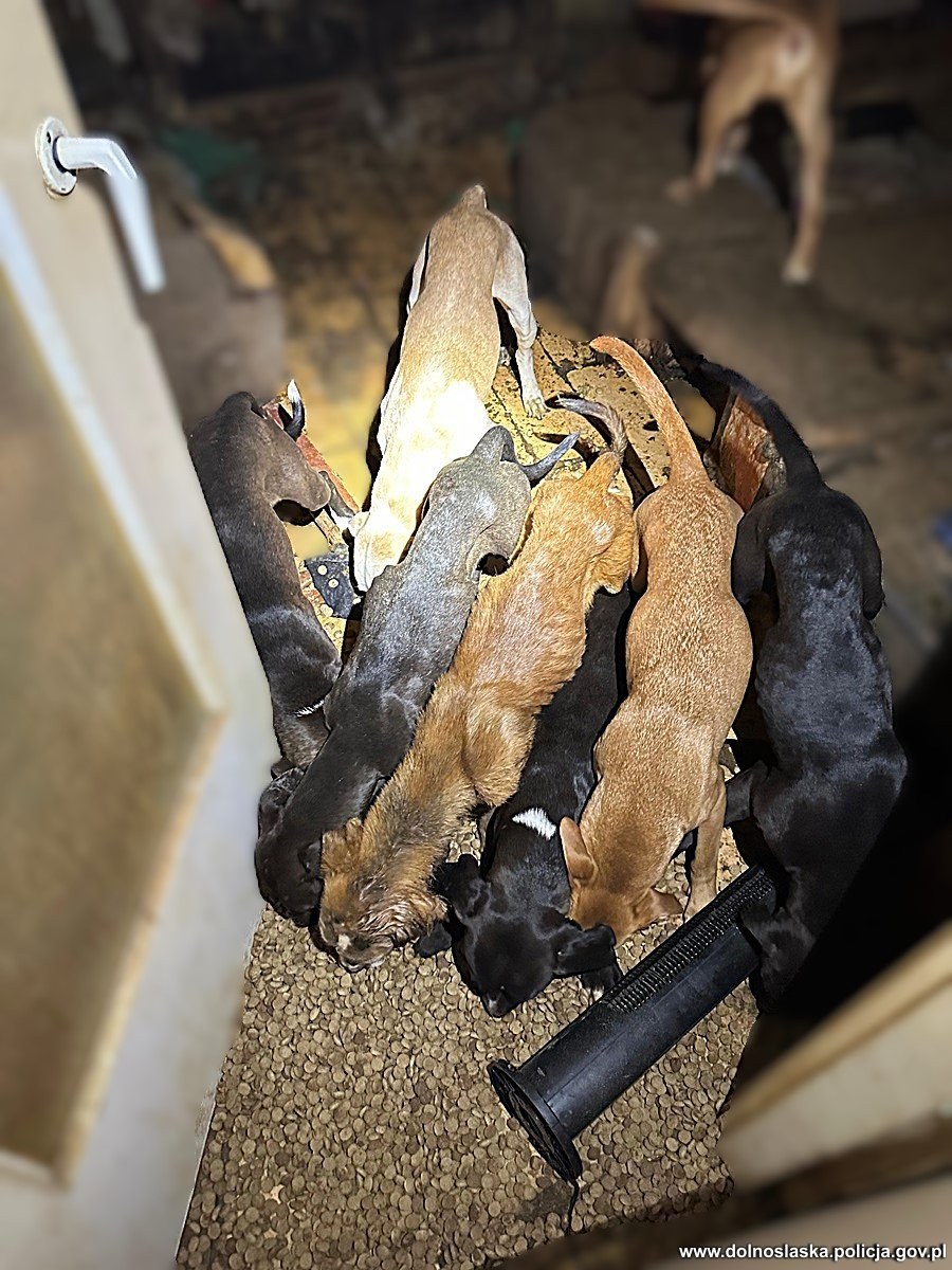 /Dolnośląska Policja /Policja