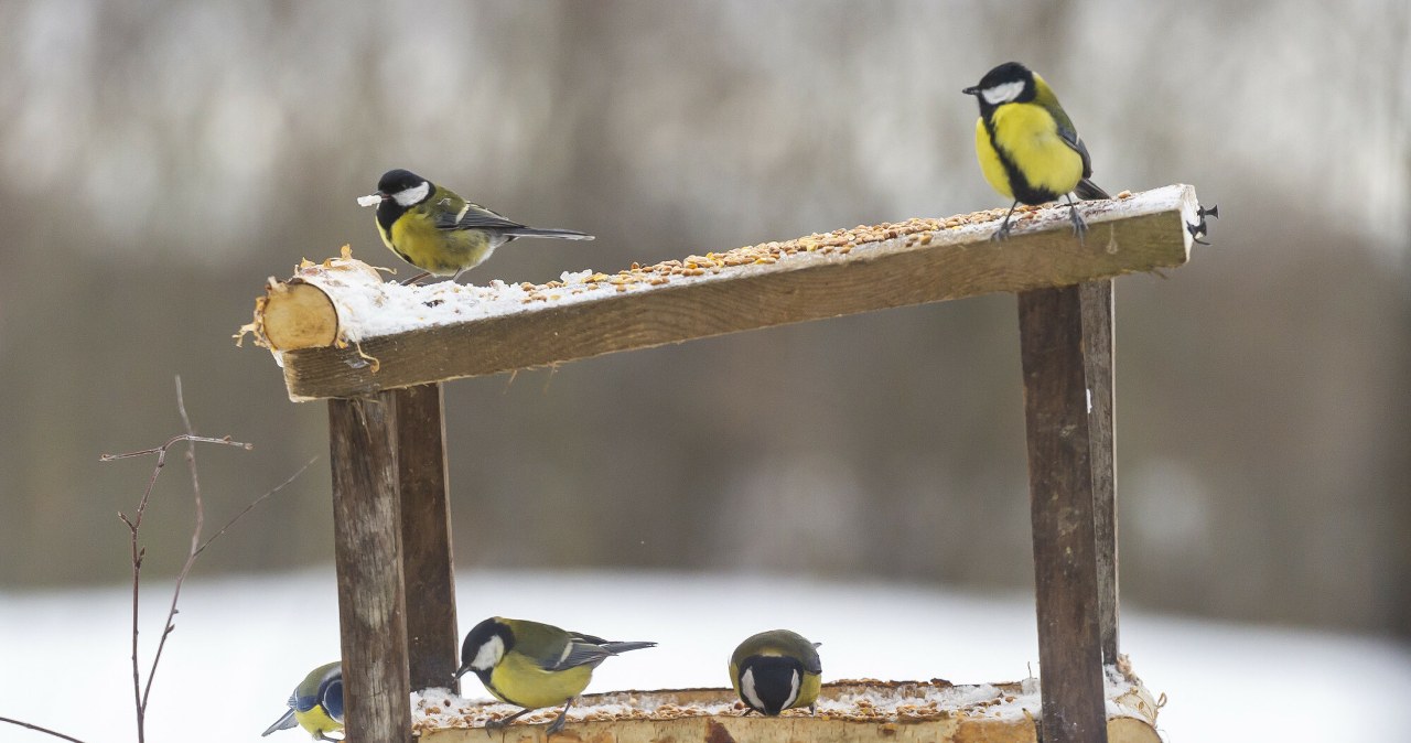 Pojawi się cała ptasia rodzina. Gdy spadnie śnieg, ważna jest jedna rzecz