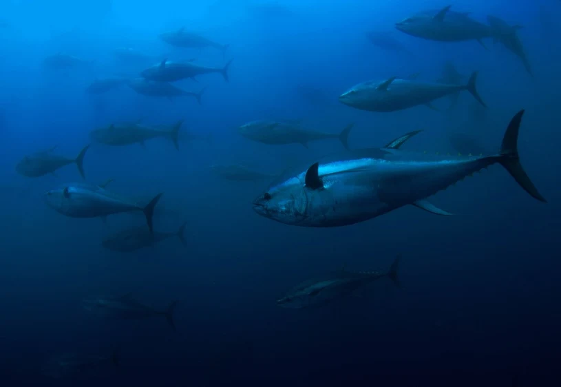 Najdroższa ryba świata. "Król tuńczyka" ustanowił nowy rekord