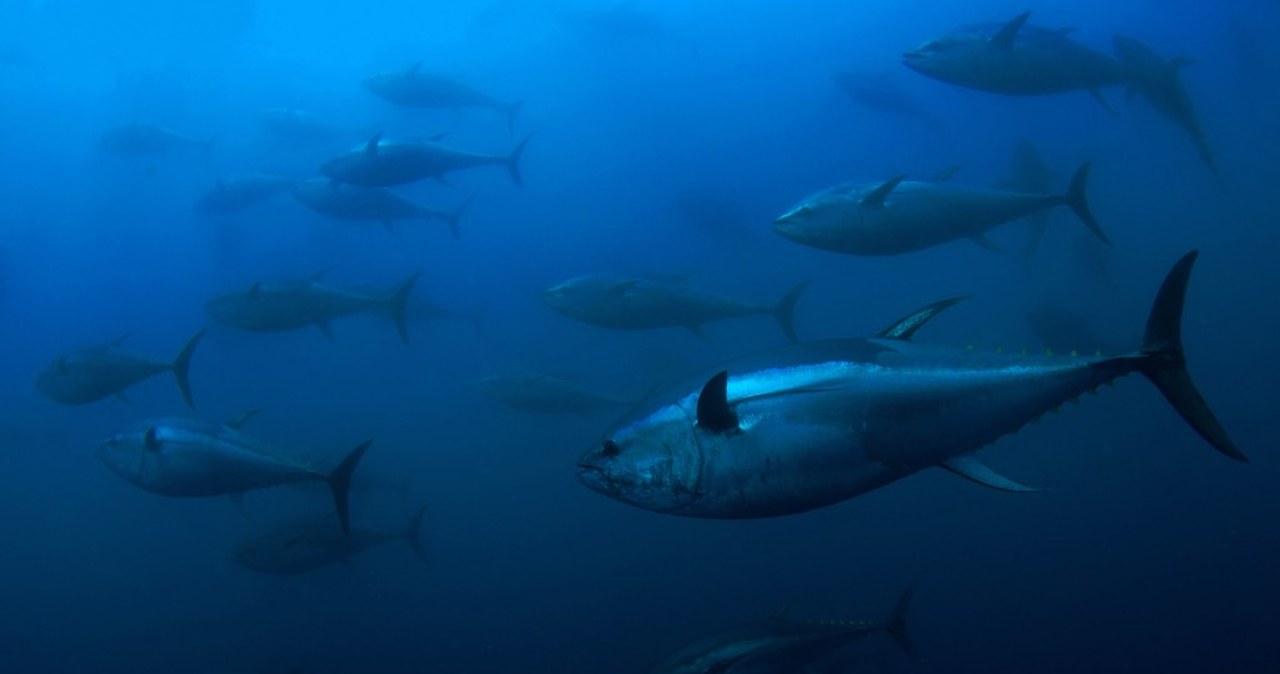 Najdroższa ryba świata. "Król tuńczyka" ustanowił nowy rekord