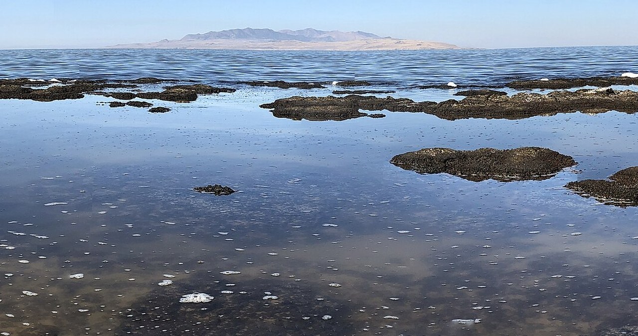 Odkryto nowe zwierzę. Żyje tylko w słonym środowisku