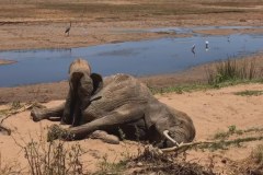 Zwierzęta w żałobie