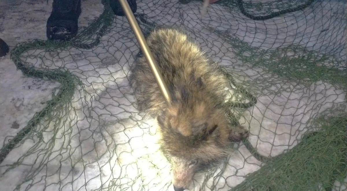 Niecodzienna sytuacja miała miejsce we wtorek wieczorem w powiecie lidzbarskim (woj. warmińsko-mazurskie). Kobieta, chcąc pomóc błąkającemu się zwierzęciu, zabrała je z drogi i przywiozła na komisariat policji. Okazało się, że domniemany pies nie jest psem, ale przedstawicielem pewnego gatunku przybyłego z Azji. Co znalazła kobieta?