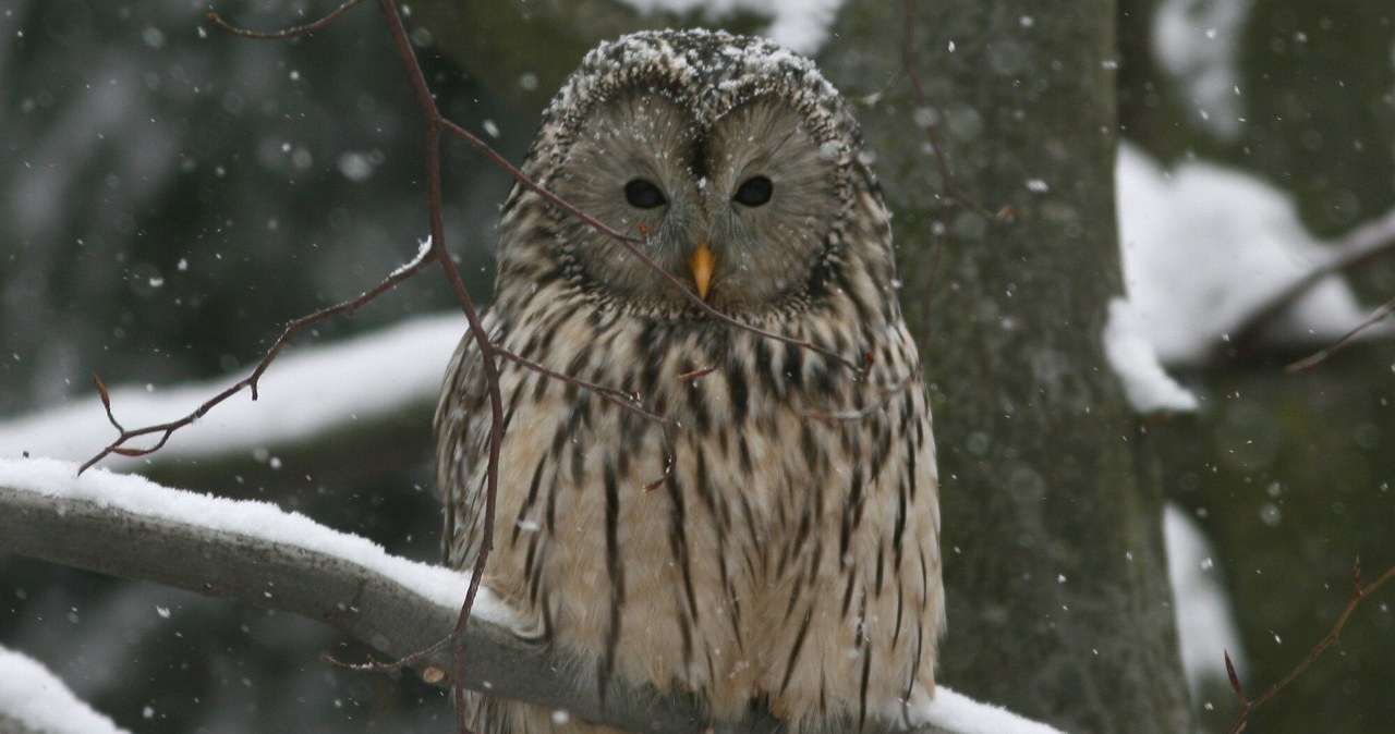 Leśnicy wydali istotny komunikat do kierowców. Chodzi o sowy