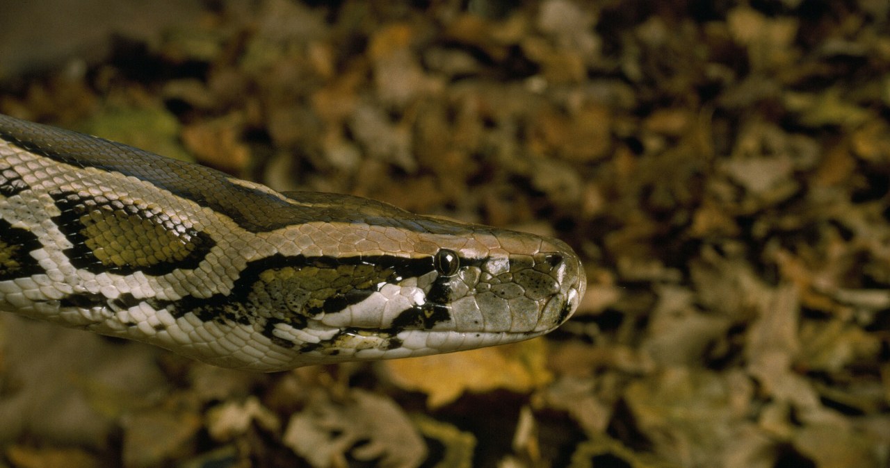 Wąż owinął się wokół szyi hodowcy. Tracił już przytomność, zadzwonił na 112