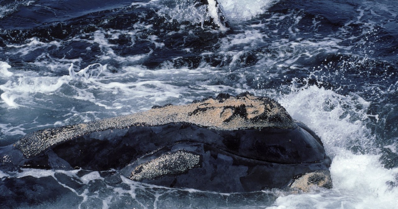 Waleń o najwyższym statusie zagrożenia. Nagle nadeszła dobra wiadomość