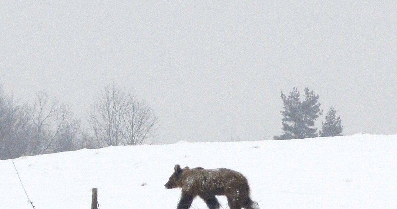 Bieszczadzkie niedźwiedzie nie śpią. Okoliczni mieszkańcy przerażeni