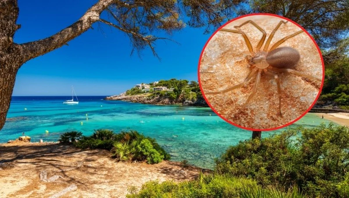 Ukąszenie, które mogło kosztować życie lub kończynę – tak dramatyczne przypadki opisują naukowcy z Balearów, ostrzegając przed brunatnym pająkiem skrzypkiem. Mieszkańcy i turyści na Minorce, Majorce i Ibizie powinni zachować szczególną ostrożność. 