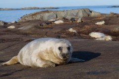 Daleka Północ odkryta na nowo