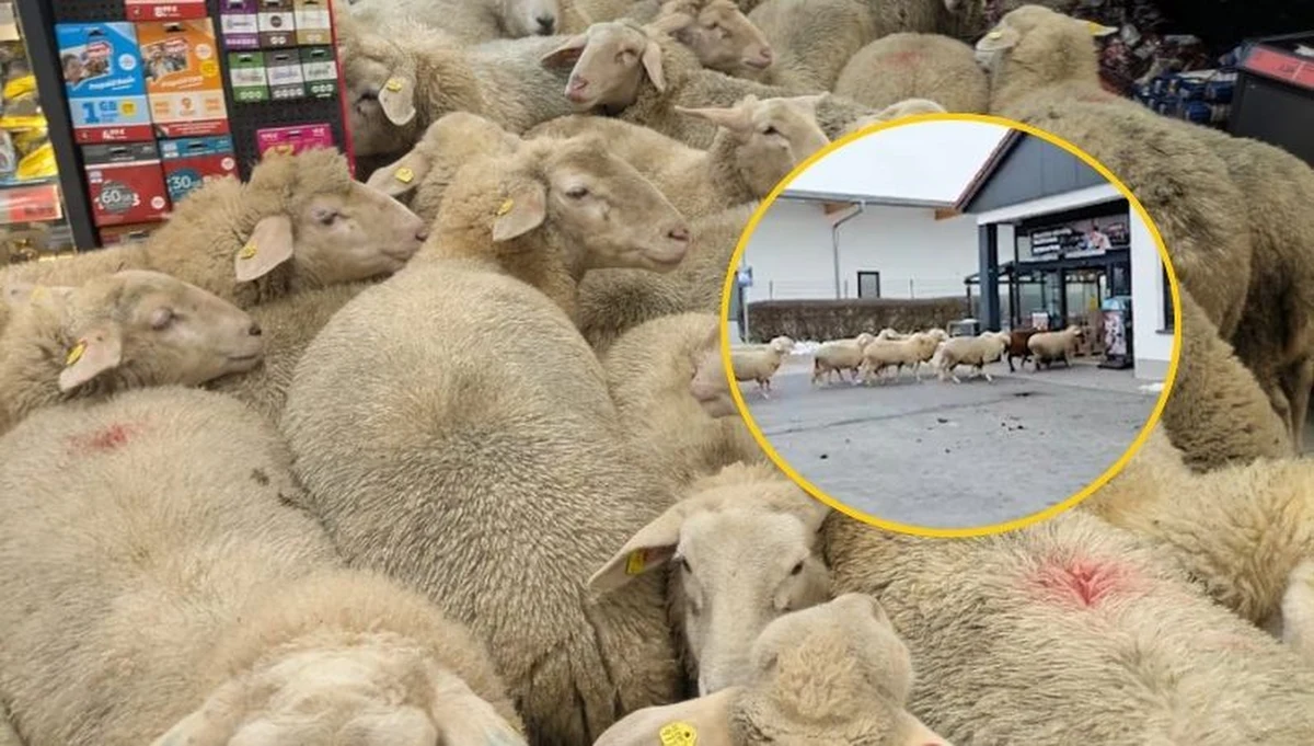 Internetowej sławy, jakiej nie powstydziłby się niejeden influencer, doczekało się stado owiec z Bawarii. Około 50 zwierząt uciekło pasterzowi i narobiło bałaganu w lokalnym supermarkecie. Nagranie poniedziałkowego, owczego "szturmu" obiegło internet, a dziś informuje o nim nawet niemiecka ambasada w Londynie. Sklep uspokaja – pasterz nie poniesie kosztów szkód wyrządzonych przez zwierzęta.