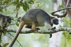 Dzikie lasy Australii