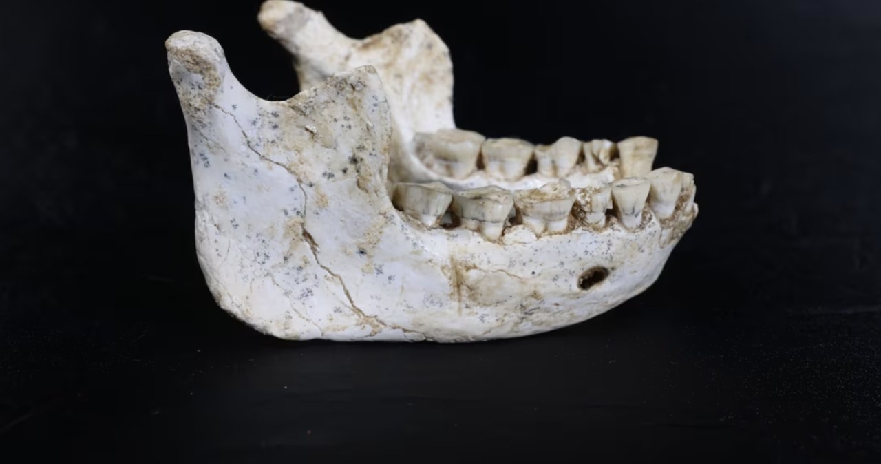 Odkryli homininy sprzed 773 tys. lat. Wypełnią lukę w ewolucji