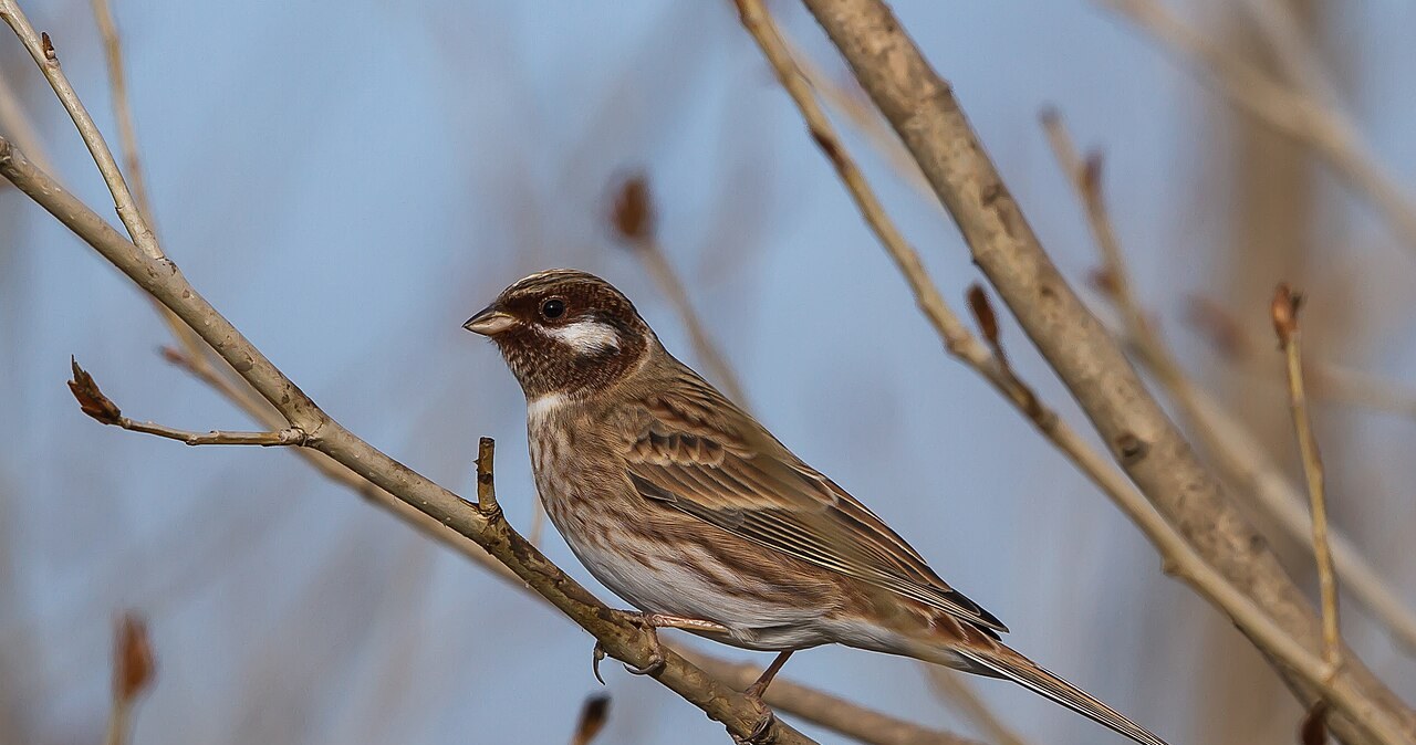 Nietypowy ptak przyleciał do karmnika. Dopiero trzeci raz w Polsce