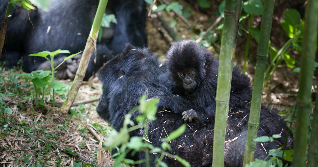 Urodziły się rzadkie bliźnięta. Żyją w kraju ogarniętym wojną